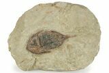 Bargain, Megistaspis Trilobite - Fezouata Formation #233355-1